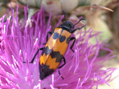 COLEOTTERI NEL FORUM - Famiglia Cleridae